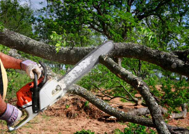 Best Tree Clearing Services  in Greenwood, DE